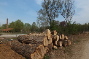 Tagliare piante, legna o boschi: denuncia di inizio
